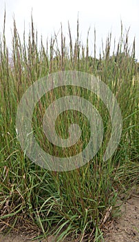 Little bluestem Schizachyrium scoparium, flowering plants photo